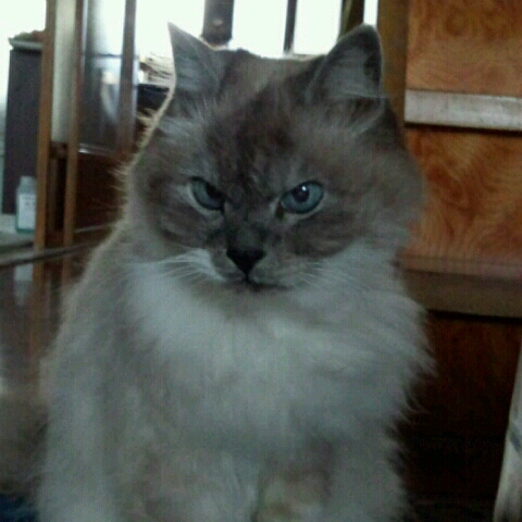 長谷川（藤原）香織