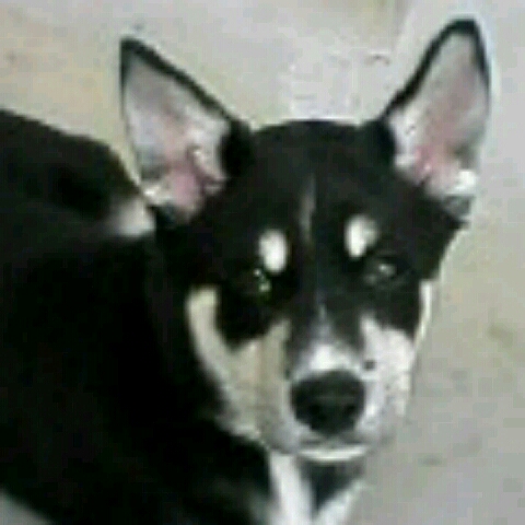 みんみんゼミ.N