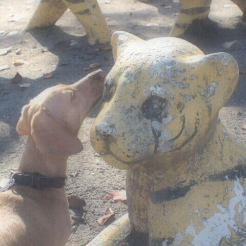 ウブカタカズオス