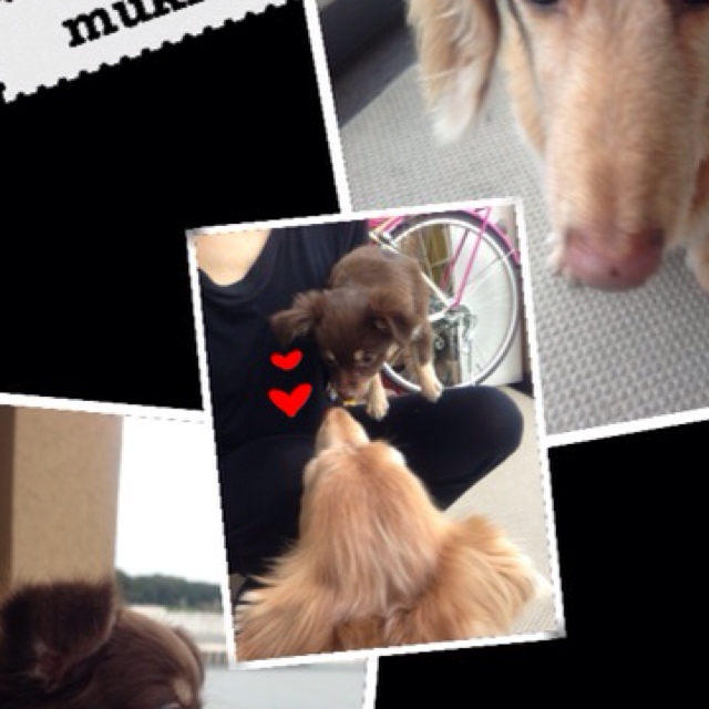 むくむくムックりん