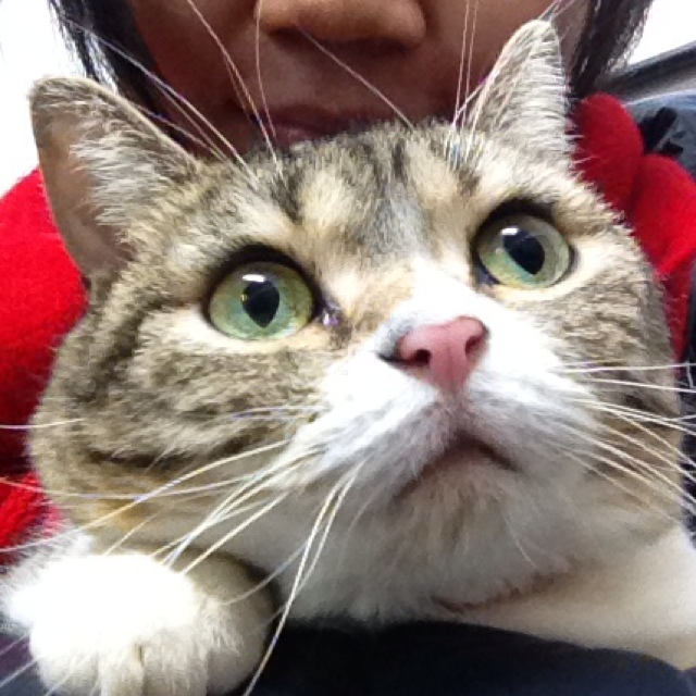 charlottelin_21的頭像